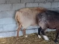 Овен, Rhon sheep — снимка 5