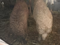 የጎትት አውራ በግ, Sheep — ፎቶ 2