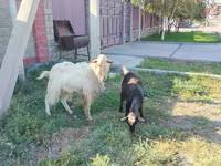 Capra, Saanen goat — foto 1