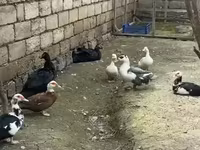 Ducks — foto 3