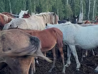 فرس, Horse breed — الصورة 1