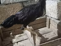 Chickens — புகைப்படம் 2