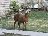 Bélier, Hissar sheep — photo 3