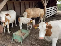 گاو ماده, Simmental cattle — عکس 4