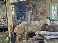 قوچ, گوسفند — عکس 1