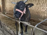 Krowa, Brahman — zdjęcie 3