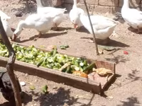 Geese — عکس 7
