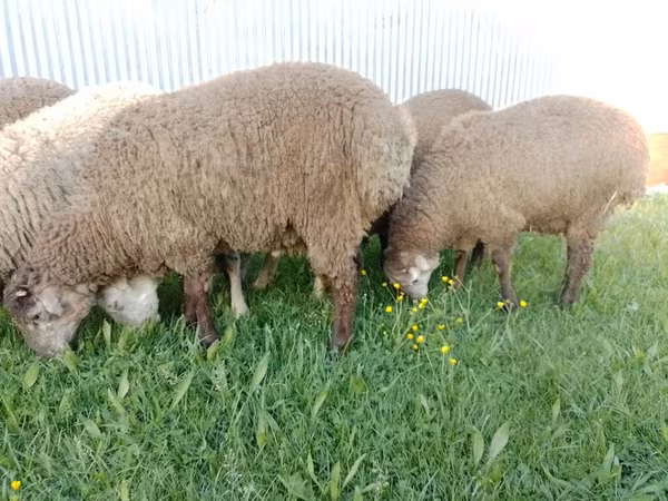 Ram, Sheep — Azerbaijan