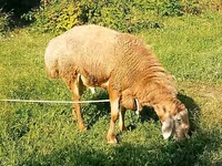Montone, Arashan sheep — foto 2