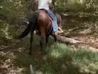 Faras, Rocky Mountain Horse — sawirka 8