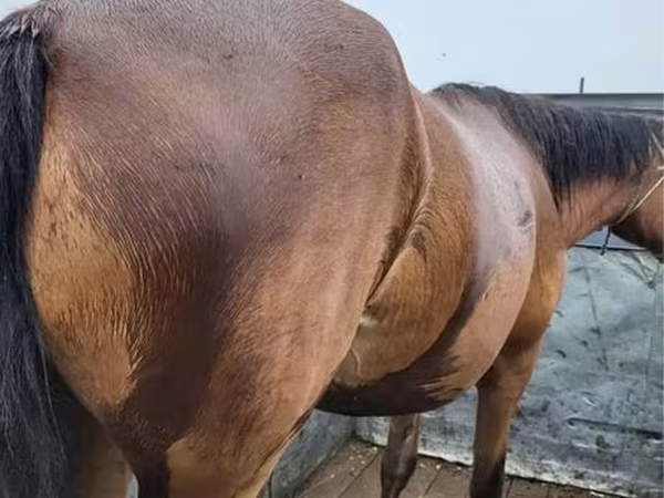 Mare, Horses