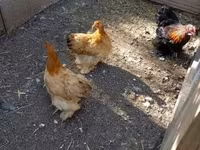 Chickens — 2-сурет