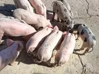 خوک (گروه، جنسیت مشخص نشده), خوک — عکس 3