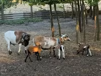 Kambing jantan, Cameroon sheep — foto 3