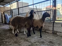 แกะตัวเมีย, Blackheaded Persian sheep — รูปภาพ 1