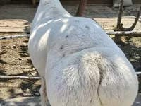 Baran, Owce — zdjęcie 2