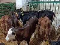 Cow, Limousin cow — photo 2