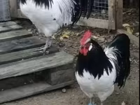 Chickens — عکس 4