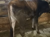 Ko, Swiss cattle — foto 3