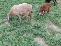 Biri-biri betina, Sheep — foto 2