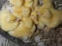 Ducks — sawirka 3