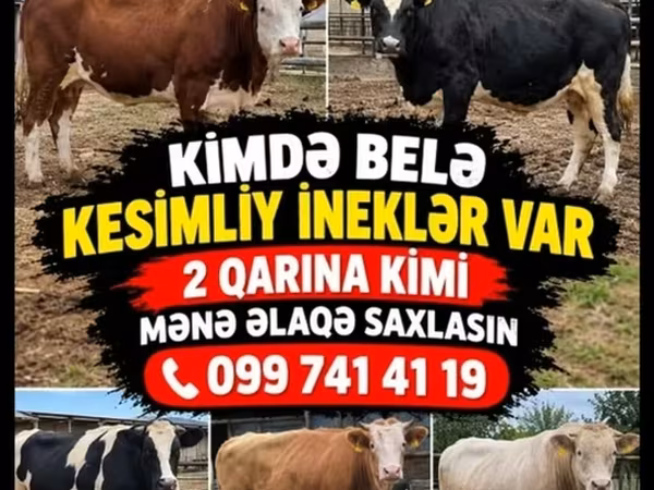 Krava, Skot