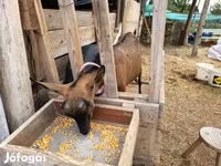 Kambing betina, Alpine goat — foto 6