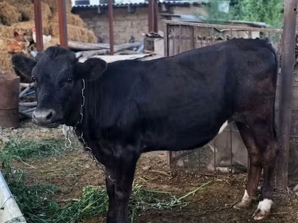 Cow, Aberdeen-Angus — Kyrgyzstan