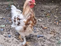 Chickens — 사진 2