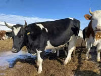 Lo’, Russian Black pied cattle — sawirka 1