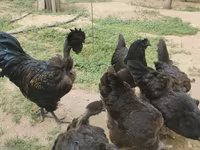 Chickens — foto 1