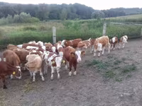 Býk, Simmental cattle — foto 2