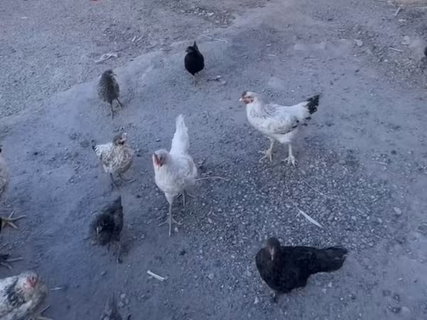 Chickens