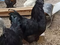 Chickens — تصویر 7
