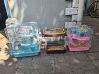 Qefesler satilir Qehveyi-20azn Cehrayi-20azn Yasil-30azn Goy-40azn — foto 2