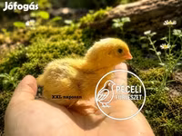 Quails — عکس 2