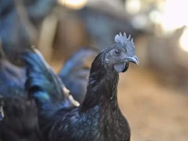 Ayam Cemani