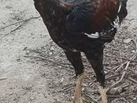 Chickens — ფოტო 2
