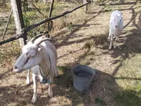 ፍየል, LaMancha goats — ፎቶ 2