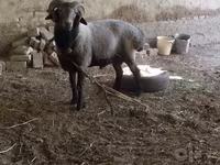 قوچ, گوسفند — عکس 3