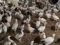 Chickens — photo 1