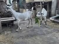 Cabro, Nubian Goat — foto 3