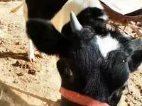 母牛, Russian Black pied cattle — 照片 3