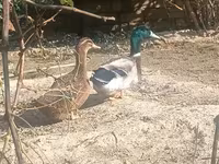 Ducks — 사진 3