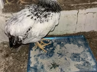 Brahma — foto 4