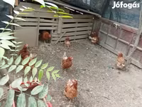 Chickens — تصویر 2