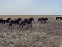 Cavalo, Cavalos — foto 7