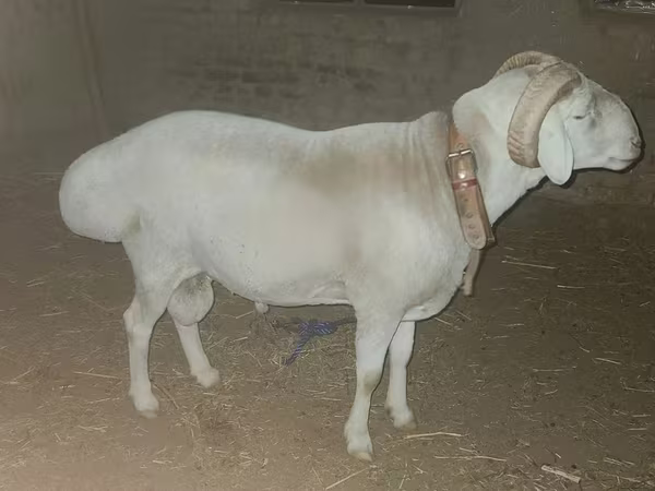 Widder, Rhon sheep