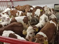 วัวตัวผู้, Simmental cattle — รูปภาพ 2