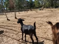 Mbuzi jike, Nubian Goat — picha 3